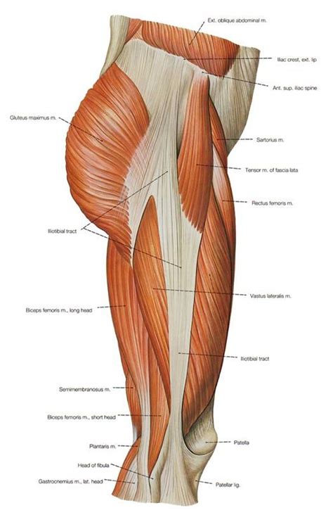 Start studying thigh/upper leg anatomy. Описание: muscles_jambe5_ff_en | Human muscle anatomy ...