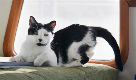 Tails are not for balance alone. Tail Talk - Your Cat's Tail and Why it's Important