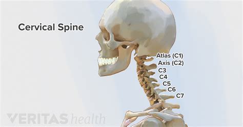 Diagram Cervical Spine Anatomy Of The Neck