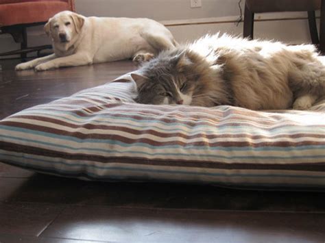 When Boss Cats Occupy Beds That Belong To Dogs