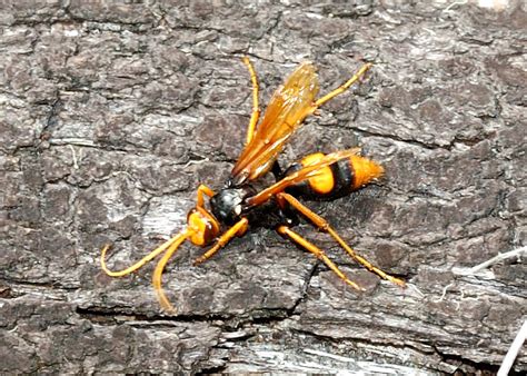 Translate this story and earn hornet points! Orange Spider Wasp - Cryptocheilus bicolor (former ...