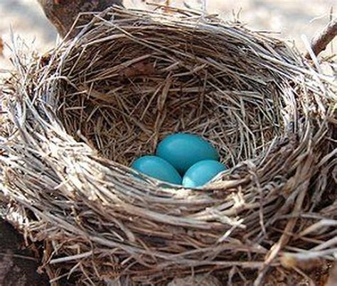 Photo Gallery Of Wild Bird Nests And Eggs Wild Birds New Baby