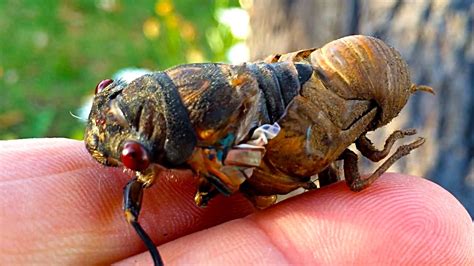 Free delivery for many products! Cicada Fail Sad End After 7 Years :( - YouTube