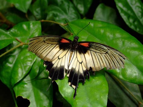 Exotic Butterfly Free Stock Photo Public Domain Pictures