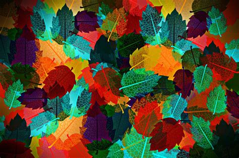 Abstract Autumn Leaves Hd Wallpaper Background Image 2410x1601