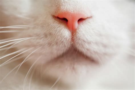 Why sneezing occurs in cats. Treating a Sneezing Cat? | ThriftyFun
