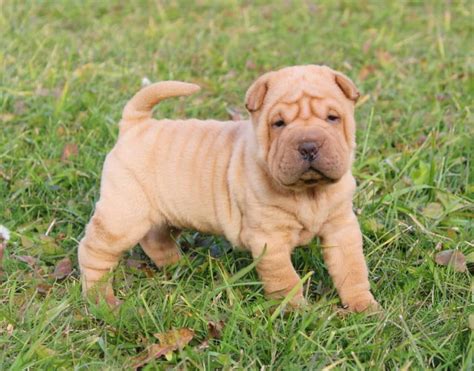 16 Facts About Raising And Training Shar Peis Pettime
