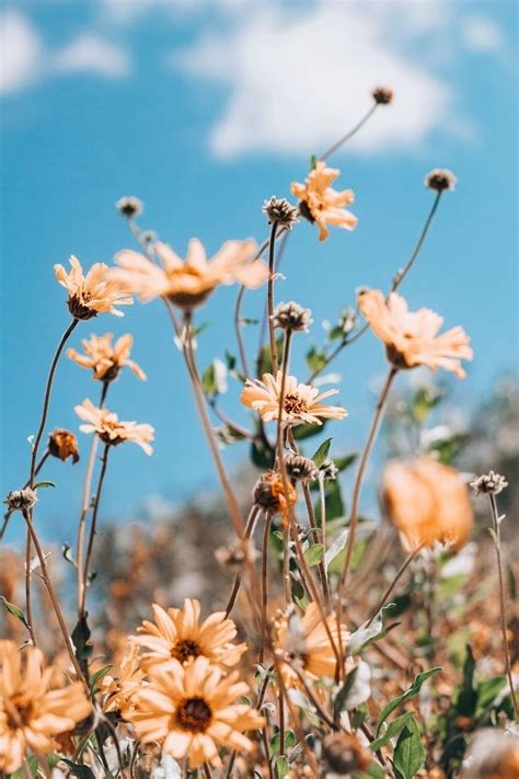 Pin by julia on random aesthetic | Spring wallpaper, Flower iphone