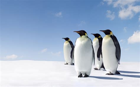 Penguins Animals Snow Wallpapers Hd Desktop And Mobile Backgrounds