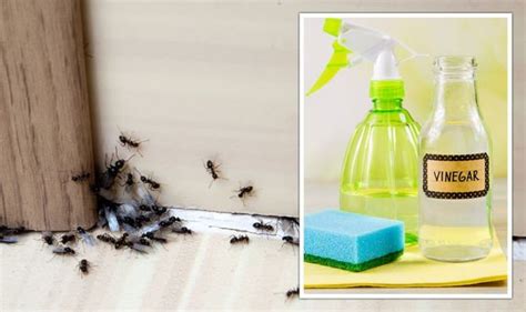 How To Get Rid Of Ants Natural Methods To Remove Ants From Your Home