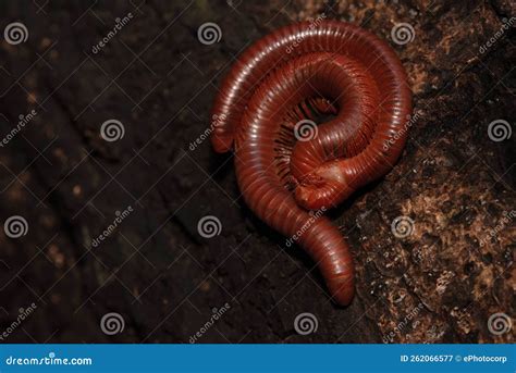 Mating Of Rusty Millipede Or Common Asian Millipede Trigoniulus