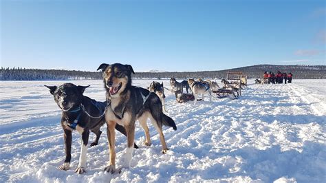 Hundeschlitten Und Schneemobiltouren In Kiruna Arctic Dogsled Ab