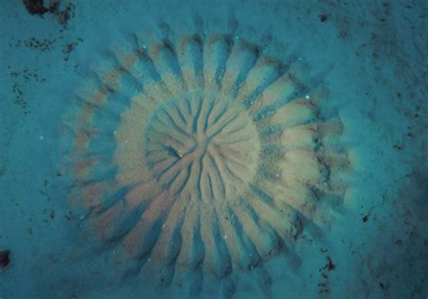 Are Underwater Crop Circles A Symbol Of Love Science Abc