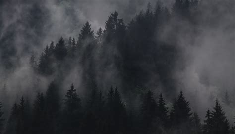 Foggy Forest Karl Bimshas Consulting