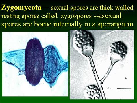Zygomycota Spores My Xxx Hot Girl