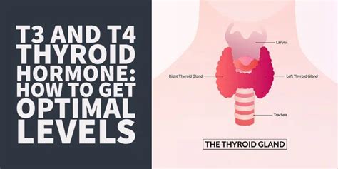 Complete T4 And T3 Guide What Do They Mean For Your Thyroid