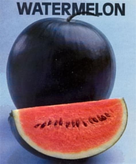 Yeah why tf its still on trending? Watermelon, Sugar Baby - CondorseedsCondorseeds