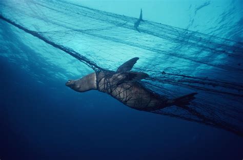 Bycatch The Cost Of Catching What You Dont Want Smithsonian Ocean