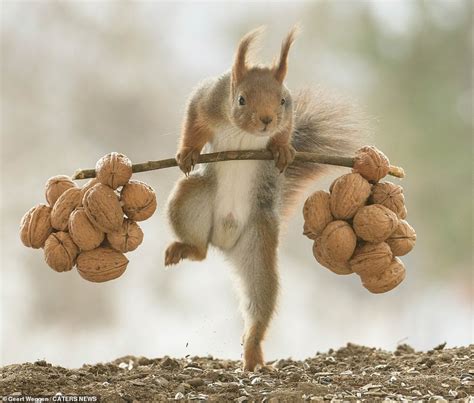 I Want To Be A Squirrel Chip Hunk Rodent Goes Nuts For Weightlifting Daily Mail Online