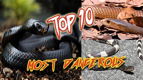 10 Most Venomous Snakes Names