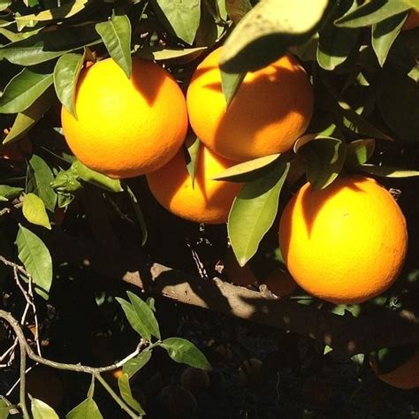 Citrus Valencia Oranges Harvest2u
