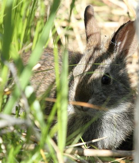 Helping Find Home For The New England Cottontail