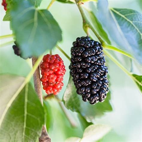 When do mulberry trees bear fruit. Fruits You Can Grow Indoors | Hunker