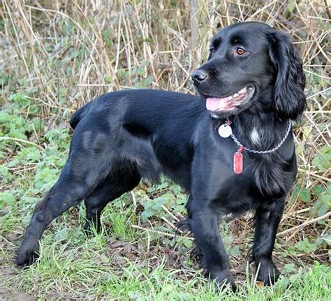 This group is a field spaniel discussion group owned by the list members and not owned and censored by a list moderator, as is the case with the other. Filed Spaniel DogInfo, History, Temperament, Training ...