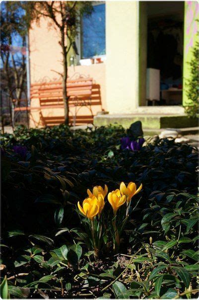 Весна в Одессе: в садах зацвели крокусы (ФОТО) - Одесская Жизнь
