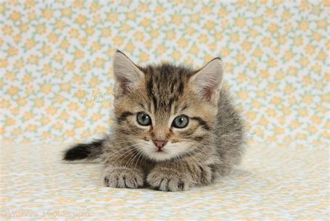 Cute Tabby Kitten On Flowery Background Photo Wp36416