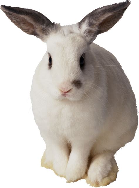 White rabbit PNG image | Rabbit png, Rabbit, Animals