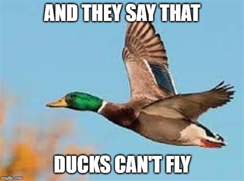 They Say That Ducks Cant Fly Imgflip