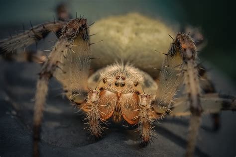 3 Little Known Spider Facts That Make Your Skin Crawl Phoenix Az