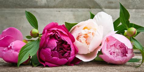 Do take note that peony flowers are available only seasonally, so contact your local florist early for availability! The History of Peonies - Central Square Florist