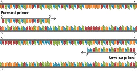 Difference Between Forward And Reverse Primer Compare The Difference