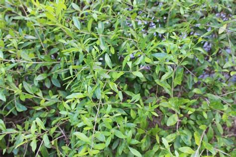 Forestiera Segregata Closeup Florida Plants Crape Myrtle Plants