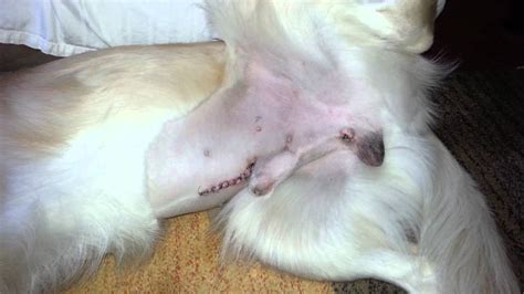 Pediatric spaying and neutering is widely accepted. Warning! Graphic - Dog Cryptorchidism Neuter Surgery ...