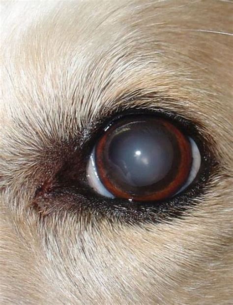 Nucelear Sclerosis Old Dog With Hazy Eyes Dog Discoveries