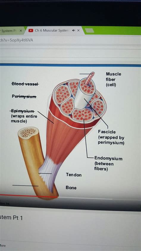 Each type of muscle tissue in the human body has a unique structure and a specific role. Pin by Jadah Ballowe on Med Term/A&P | Muscular system ...