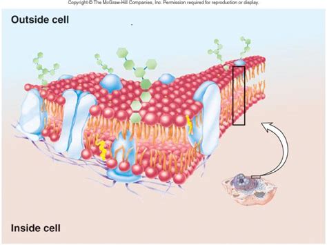 Check spelling or type a new query. outside cell membrane : Biological Science Picture ...