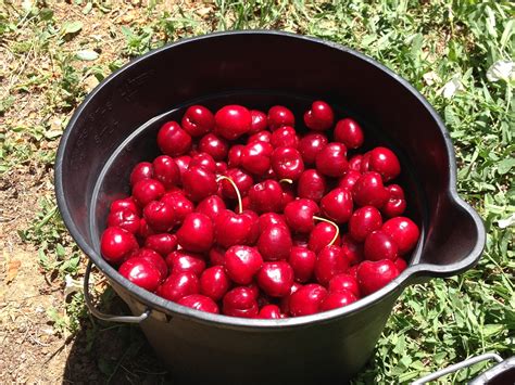 Cherry Picking Fun - Half Indian Cook