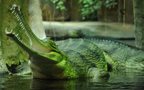 Animals Nature Gharial Crocodiles Wallpapers Hd Desktop And Mobile