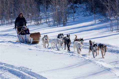 You Can Now Try Dog Sledding At Parc Jean Drapeau Livemtlca