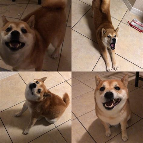 My Shiba Is A Living Meme Rshiba