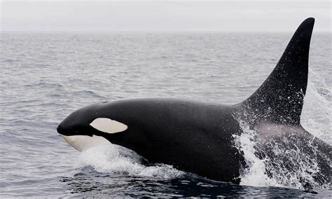 Southern Resident Killer Whale Marine Mammal Commission