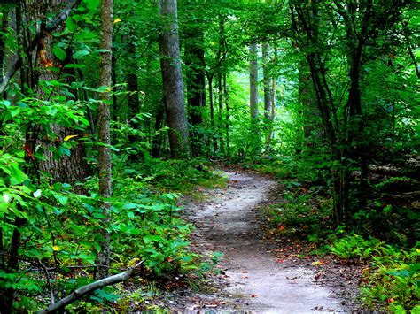 Youll Want To Visit This Enchanted Forest In Maryland