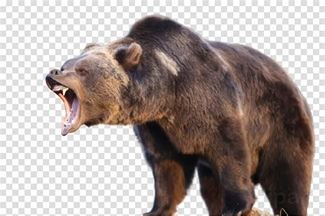 Transparent Background Grizzly Bear Png png image
