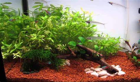 Mama hanya perlu mencari jenis tanaman yang cocok untuk menjadi dekorasi di dalam aquarium. 25 Jenis Tanaman Aquascape Bagus Untuk Akuarium | Bibit Online
