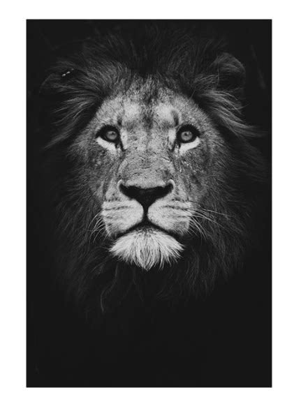 Animal Canvas No Frame 24 X 42 In 2021 Black And White Lion Lion