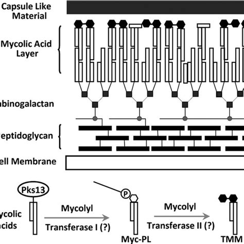Diagrammatic Representation Of The Mycobacterial Cell Wall And Proposed